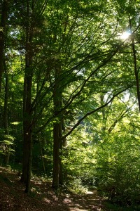 Lesní chrámoví, Foto: © město Vyšší Brod