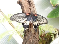 Výstava motýlů v Botanické zahradě