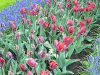 tulipány 