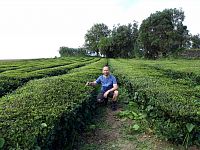 Azory – ostrov Sao Miguel – Cha Gorreana Tea Factory (čajové plantáže)