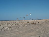 Fuerteventura - III.