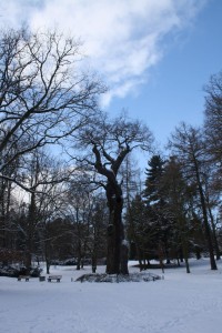 Körnerův dub v zámeckém parku v Dalovicích
