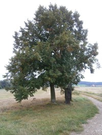 Slavětín – menhir Baba