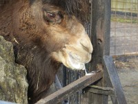 ZOO Olomouc a slintající velbloud