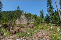 19-Lesy okolních strání dostaly v posledních letech hodně zabrat.