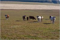 33-Pastviny na Taszowskich Górkach