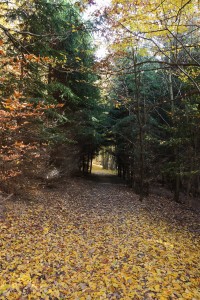 5-Podzimní cesta od Šikmé věže ke Kazatelně
