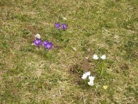 Na jar zdobí louky u pramenu Bregu bílé i fialové šafrany