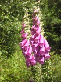 Ozdobou lesů Schwarzaldu bývá v lete náprstník purpurový (Digitalis purpurea)