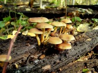 Turkov - houby 