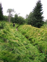 travou potoka ze Samotáře