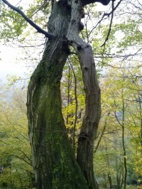 Zajímavě rostlý strom