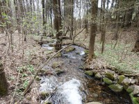 Domaslavický potok oživuje probouzející se přírodu