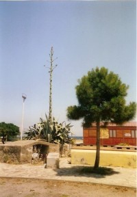Kvetoucí agave po kolika letech,po odkvětu zhyne....