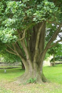 Zajímavý strom v parku...