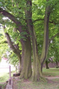 33.Stromy v parku