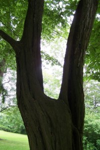 37."Véčko" stromu