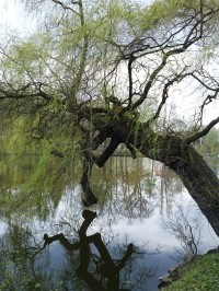 15.Stromy se zrcadlí v rybníce