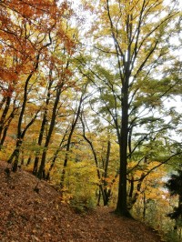 6.Podzim má význačnou barvitost listí