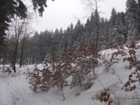 cesta v zimě