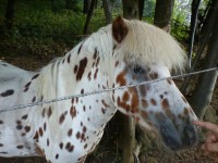 Zoopark Na Hrádečku u Jindřichova Hradce