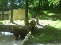 medvědárium v Berouně