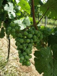 viniční trať - Staré vinice