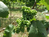 viniční trať - Staré vinice