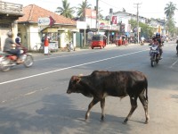 Potkat krávu na cestě je naprosto normální