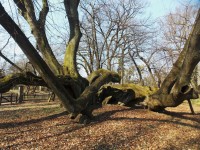 Památný strom  - lípa v zámecké zahradě
