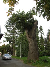 Lípa J. A. Komenského, památný strom v Rýmařově