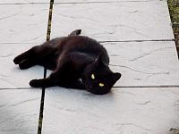 místní kočka  - polední klid na sluníčku