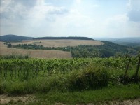 Vinohrady nad Bukovany