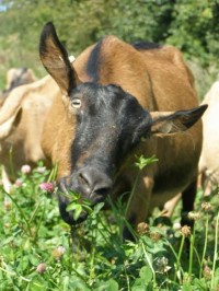 Koza na pastvě u kozí farmy