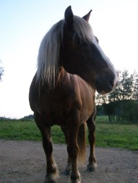 Kůň Ivan z kozí farmy Nová Víska
