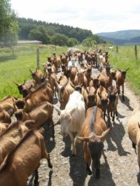 Kozy jdoucí na pastvu - kozí farma Nová Víska