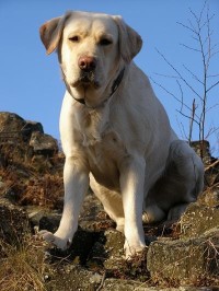 Labradorský retriever Jménem Charlie, hlídač kozí farmy.