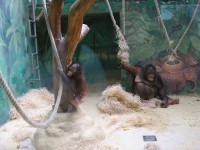 mládě orangutana s matkou