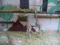 Žirafí máma s dcerou