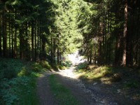 Cesta lesem na Strážný vrch