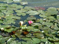 Heraltický rybník