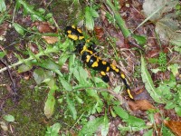 "Salamander" na cestě kolem Rozsutce