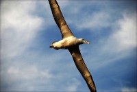 Majestátní let albatrosa