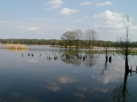 Rybník Kotvice