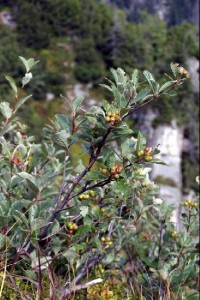 Jeřáb krkonošský: keř s plody na úbočí Labského dolu