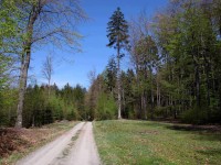 Lesní cesta Hoštejn - Strážná 2