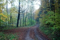 Lesní cesta před Kláštercem