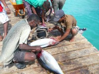 Rybáři zpracovávají úlovky