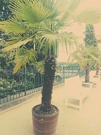 palmy na terase hlavného nádvoria