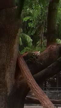 panda na strome